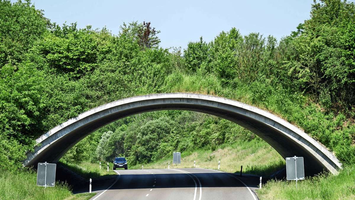 Geplante Grünbrücke im Kreis Böblingen: Eine Brücke für Bambi