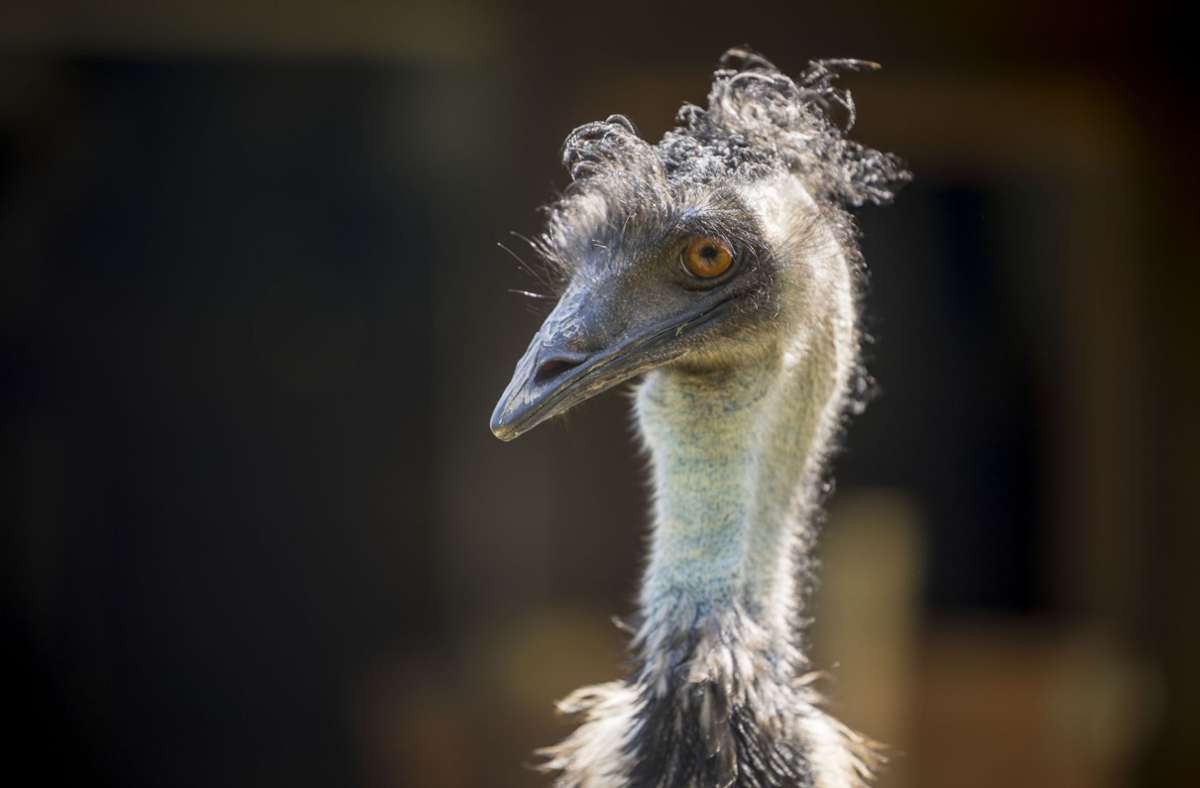 Der Käufer der Kängurus kann auch die Emus übernehmen, wenn er oder sie das möchte.