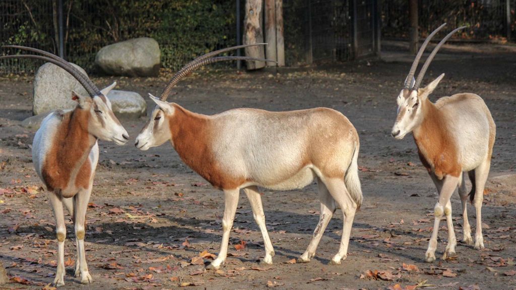Wilhelma in Bad Cannstatt: Der Zoo beginnt mit der Haltung von Säbelantilopen