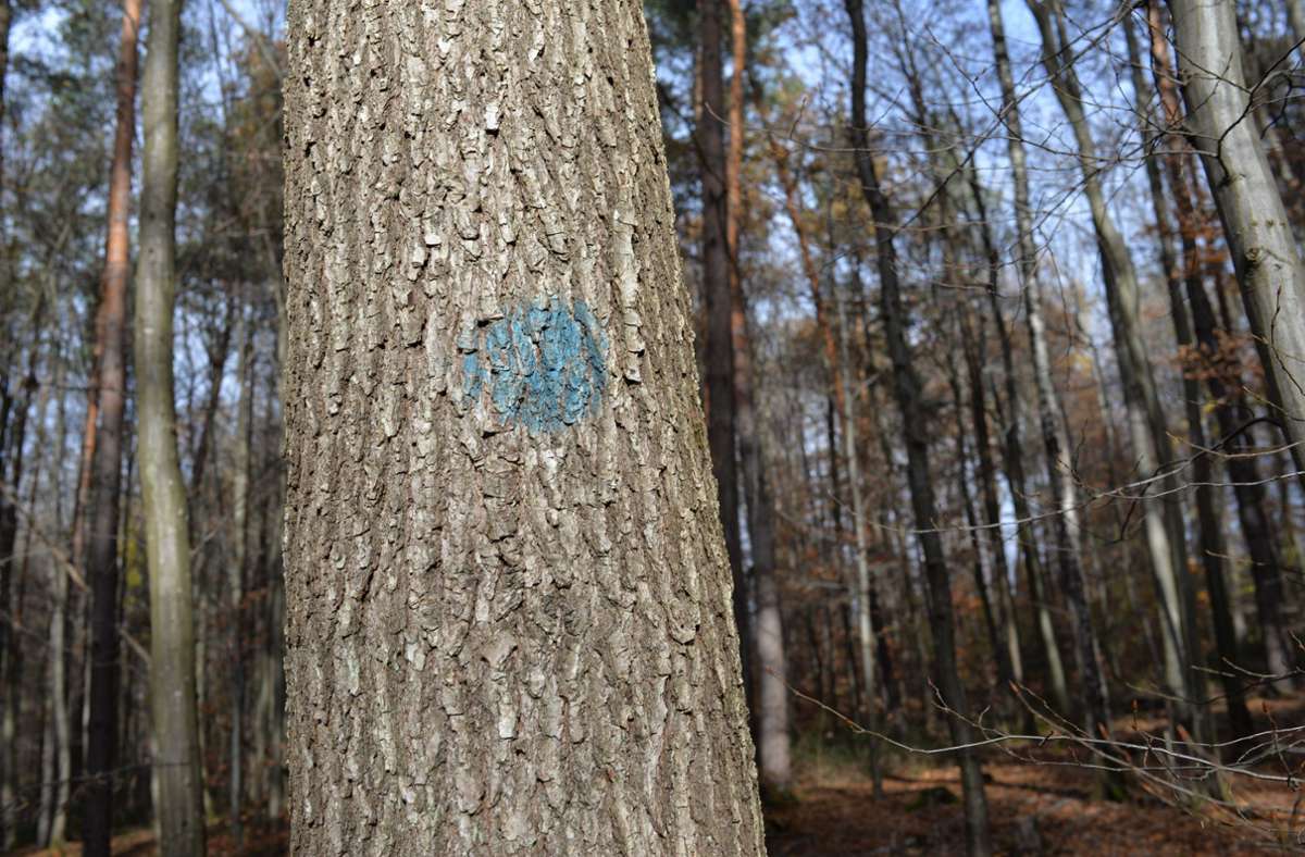 Der blaue Punkt kennzeichnet sogenannte Zukunftsbäume. Dieser darf stehenbleiben und der Wald drum herum soll so vorbereitet werden, dass er gut wachsen kann.