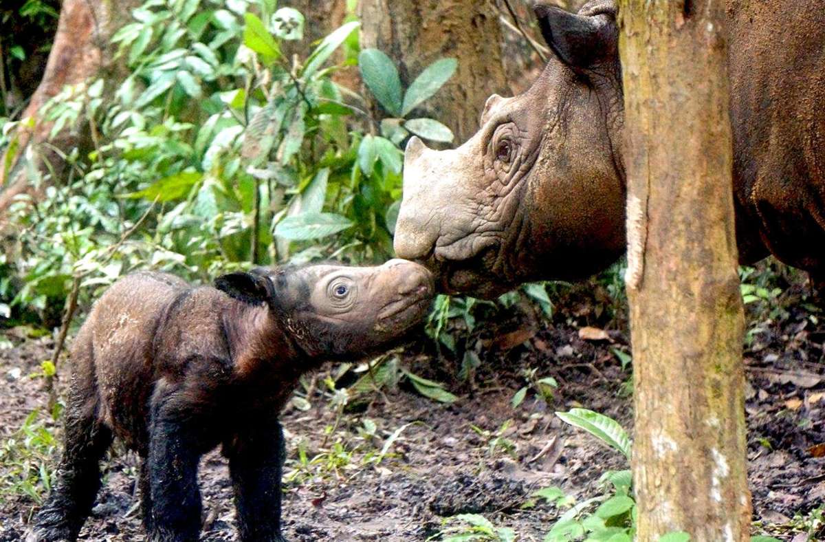 Ein Sumatra-Nashorn mit Kalb: Von dieser Art existieren nur noch weniger als 80 Tiere.Foto: International Rhino Foundation/Scott Citino