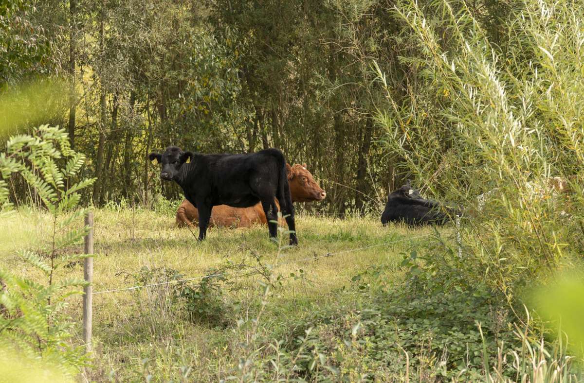 Auch das gibt es in den Zugwiesen: Kühe beweiden eine Rasenfläche.