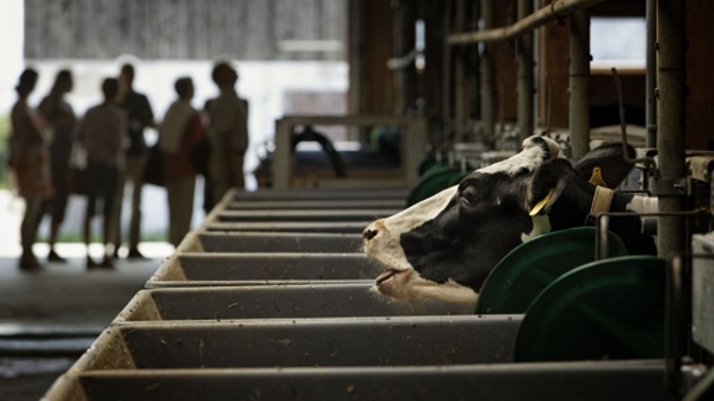 Uni Hohenheim: Kühe mit Schraubverschluss
