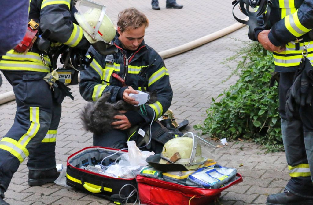Zuvor kümmerten sich die Feuerwehrleute aber noch um das Kätzchen.