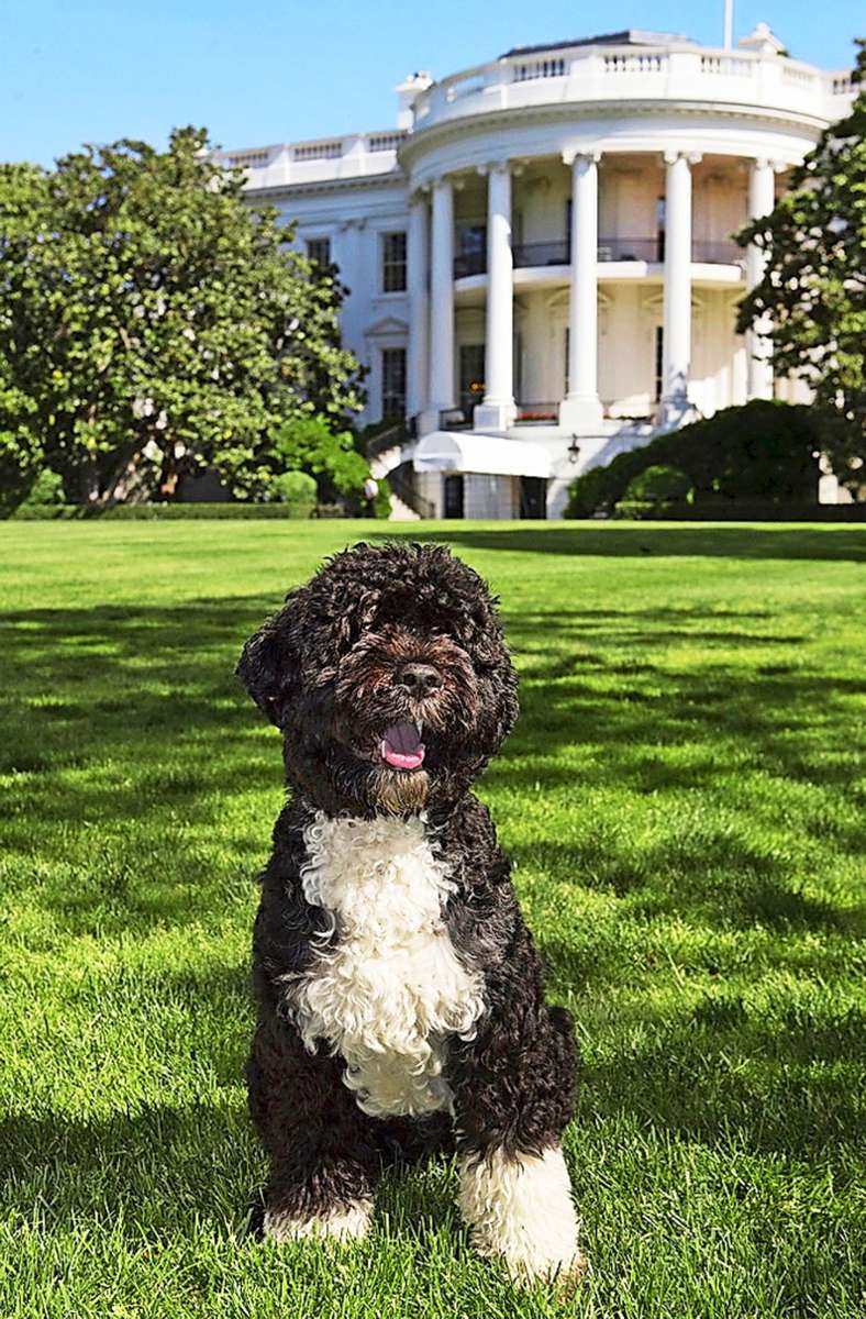 Bo ist ein portugiesischer Wasserhund und ein Geschenk des inzwischen verstorbenen Senators Ted Kennedy, Bruder des legendären US-Präsidenten John F. Kennedy und selbst ein absoluter Hundenarr.