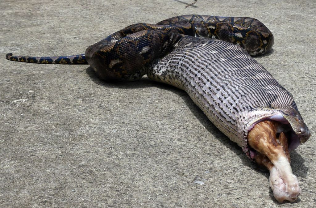 In Thailand hat eine Python eine Katze verschlungen.