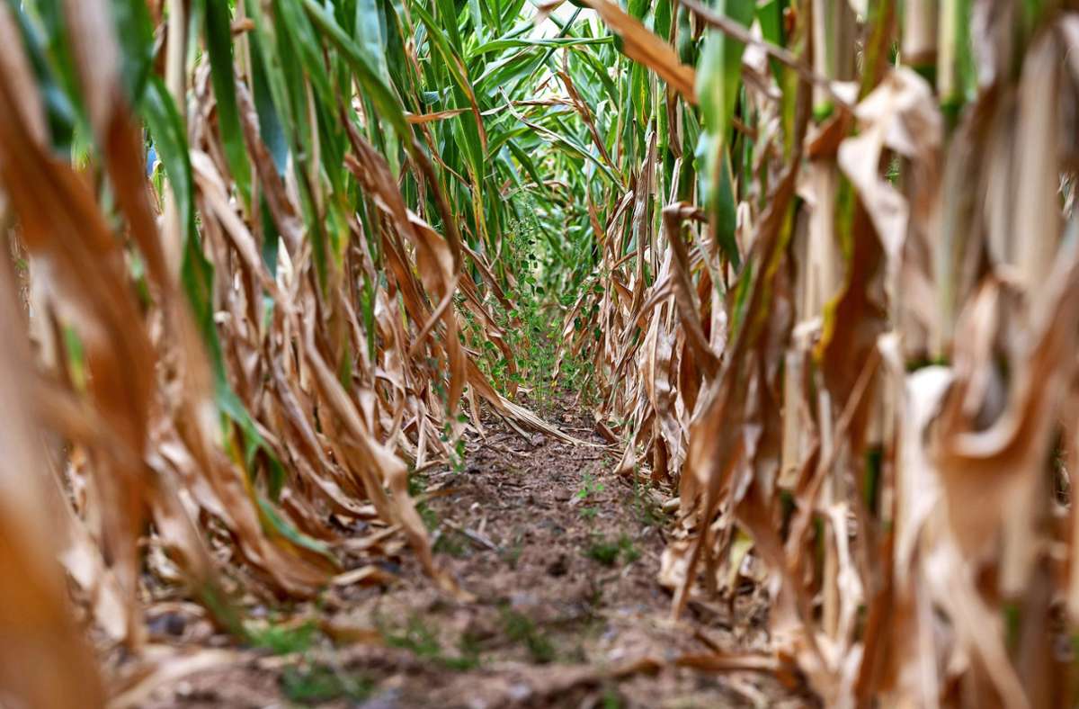 Den Mais im Norden Württembergs leidet unter der Trockenheit. Im Süden hat es dagegen ausreichend geregnet.