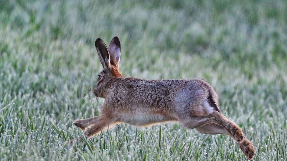 Hasenpest: So gefährlich ist die Tularämie für Mensch und Hund