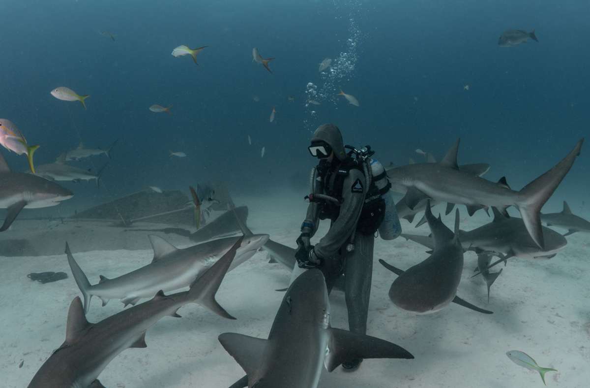 Zenatos Botschaft: Hai ist nicht gleich Hai – immerhin gibt es 520 Arten, und alle seien einzigartig.