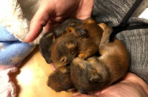 Die vier Eichhörnchen werden jetzt mit der Flasche aufgezogen. Foto: Cats&Dogs in Not