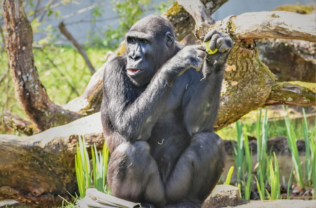 Der junge Gorilla Kimbali muss die Wilhelma Stuttgart verlassen und in einen neuen Zoo nach Polen ziehen.