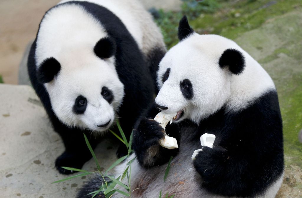 Nuan Nuan und Liang Liang genießen ihren Bambus-Kuchen