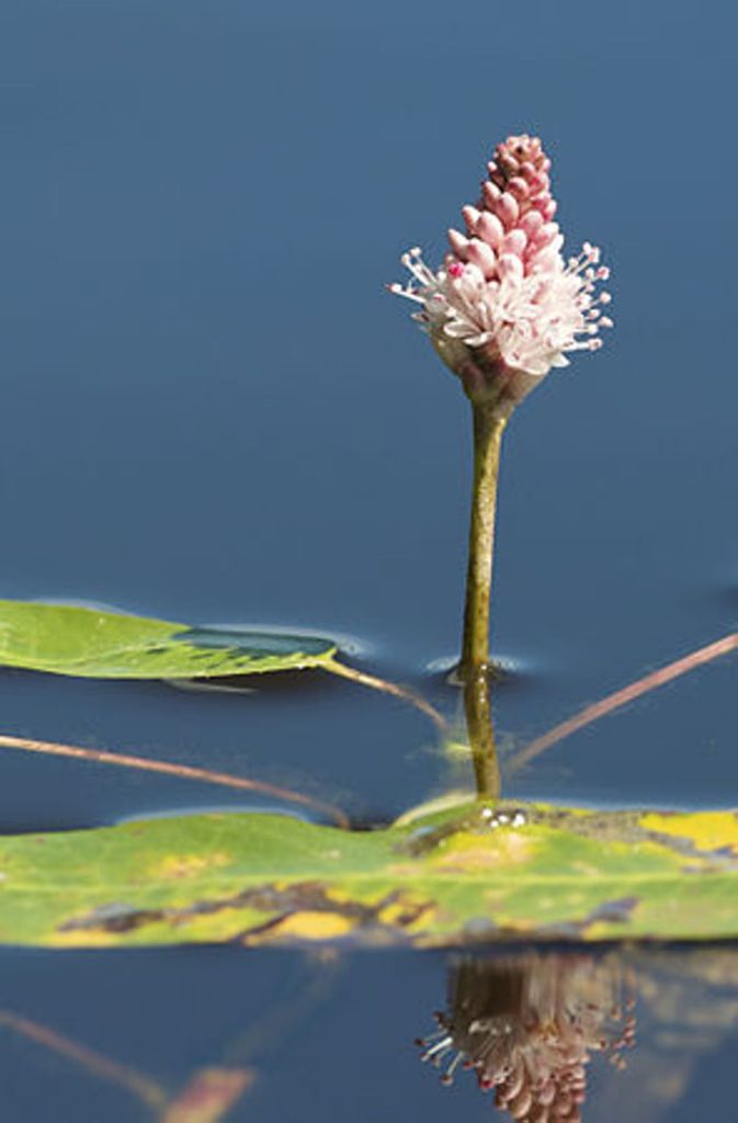 Der Wasser-Knöterich (Persicaria amphibia) wächst in Gräben, auf feuchten Ruderalflächen oder in stehenden Gewässern. Die Art bildet je nach Wasserstand eine Land- oder Wasserform aus.