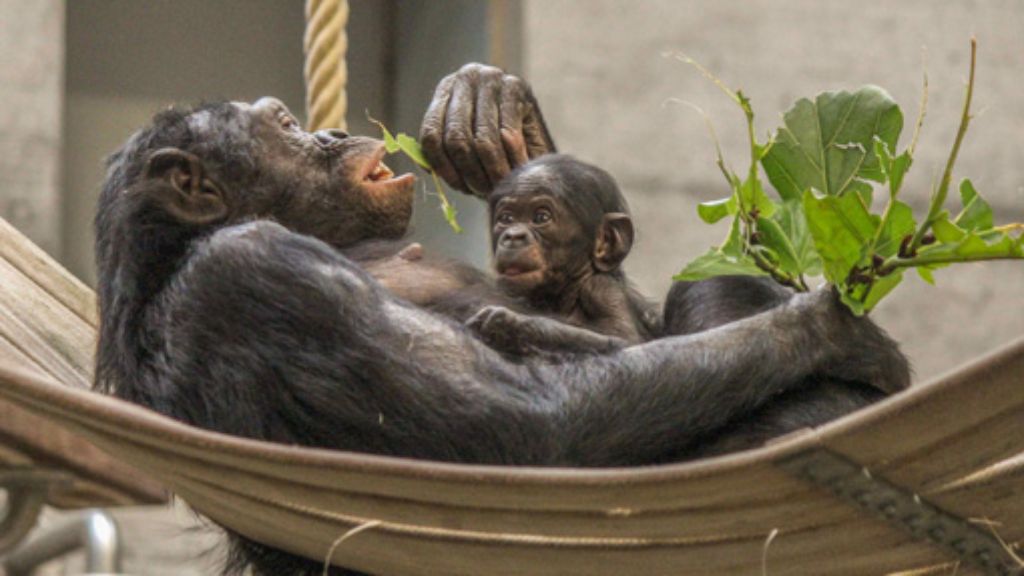 Wilhelma Stuttgart: Bonobo-Baby: Es ist ein Mädchen!
