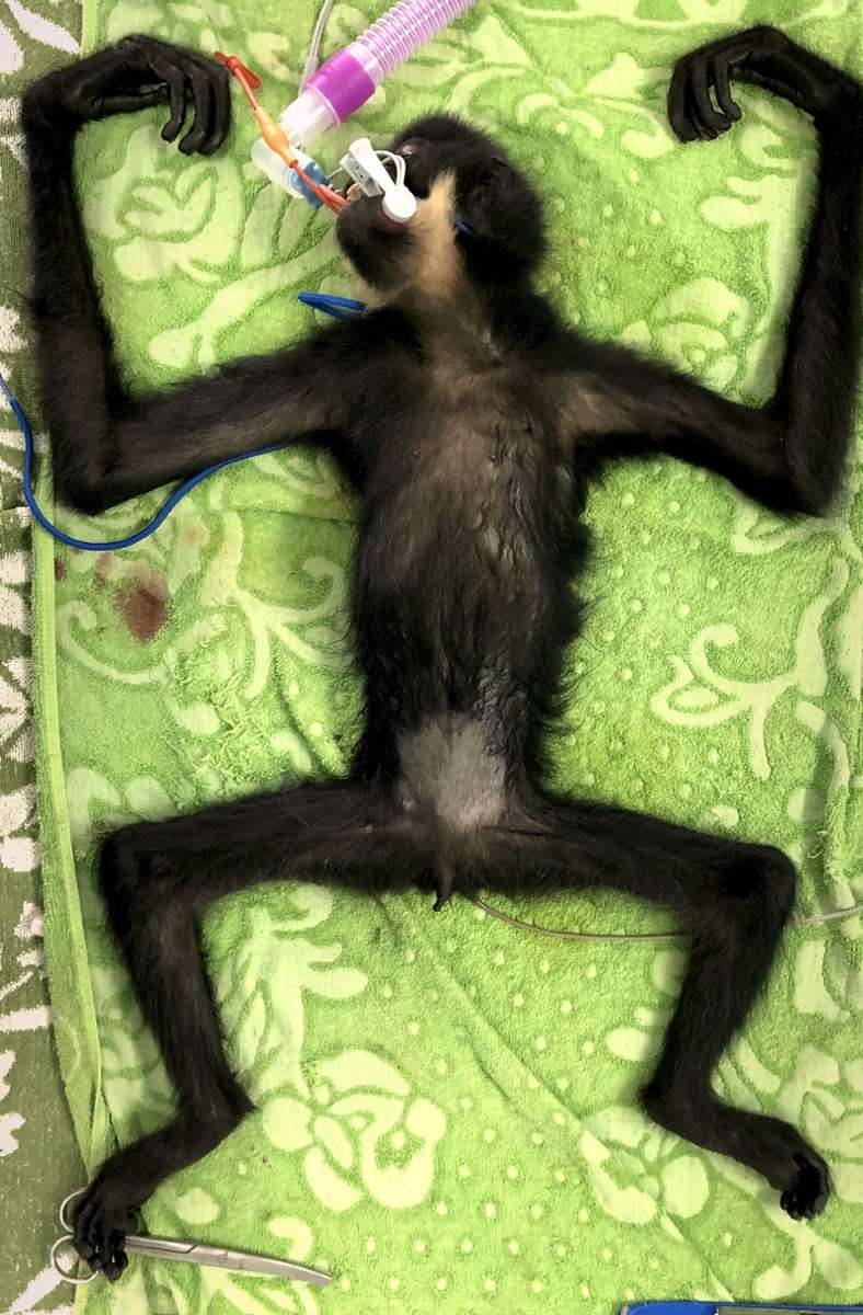 Ein stark abgemagerter Gibbon in Narkose