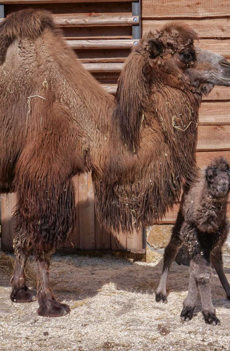 Erstmals seit 13 Jahren kam damit in dem Stuttgarter Zoo wieder ein Kamelfohlen zur Welt