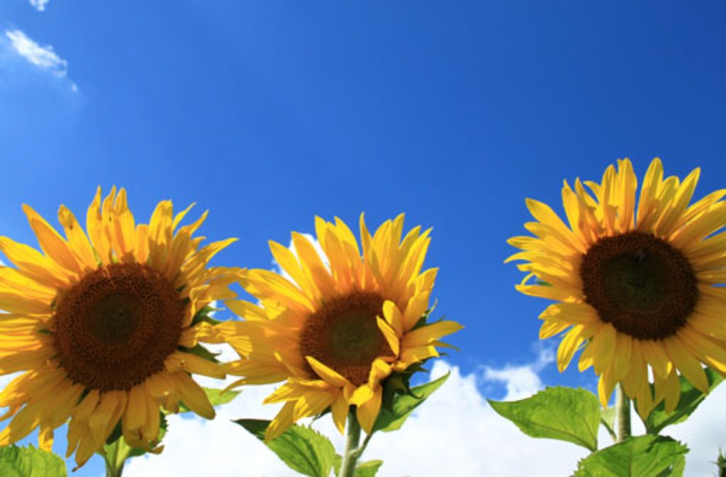 Strahlend blauer Himmel, blühende Sonneblumen: Wann feiert der Sommer in Stuttgart und der Region sein Comeback?