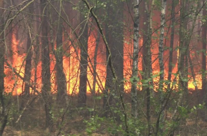 Hitze in Baden-Württemberg: Waldbrandgefahr im ganzen Land auf höchster Stufe