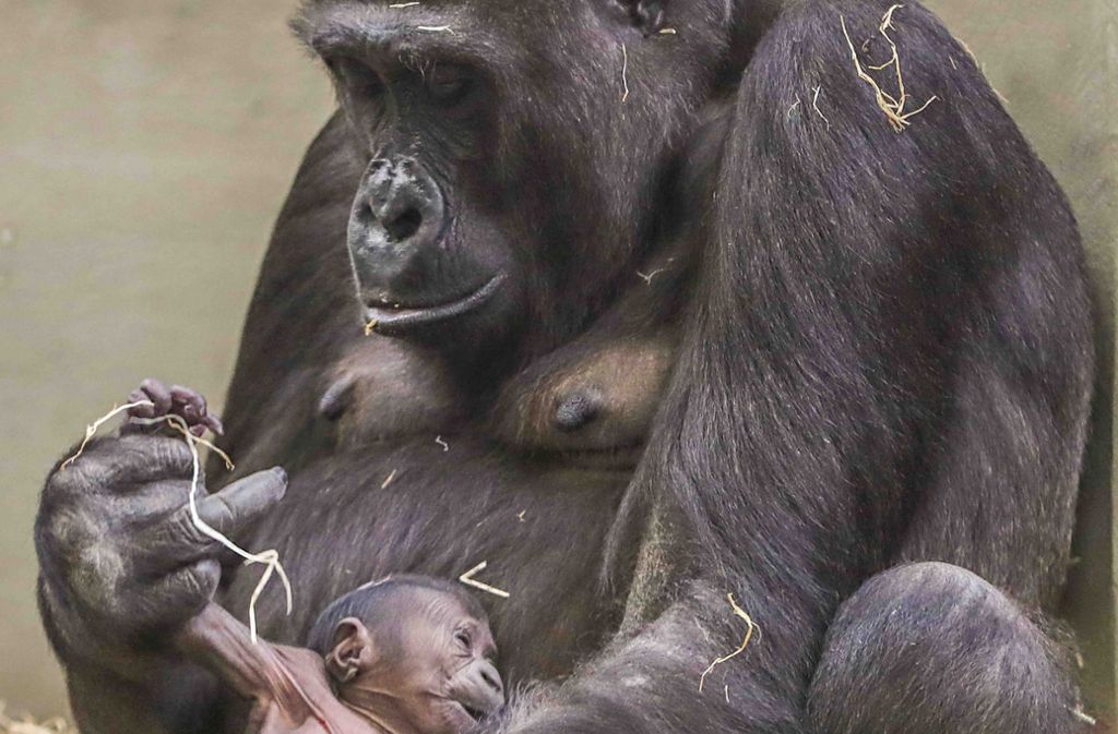 Wilhelma-Gorilla-Frau Tuana ist vor kurzem zum zweiten Mal Mutter geworden. Mit ihrem Jungtier wächst die Gruppe auf zwölf Tiere an. Das Kleine, dessen Geschlecht noch nicht bekannt ist, ist der 36. in der Wilhelma geborene Gorilla. Foto: Wilhelma Stuttgart
