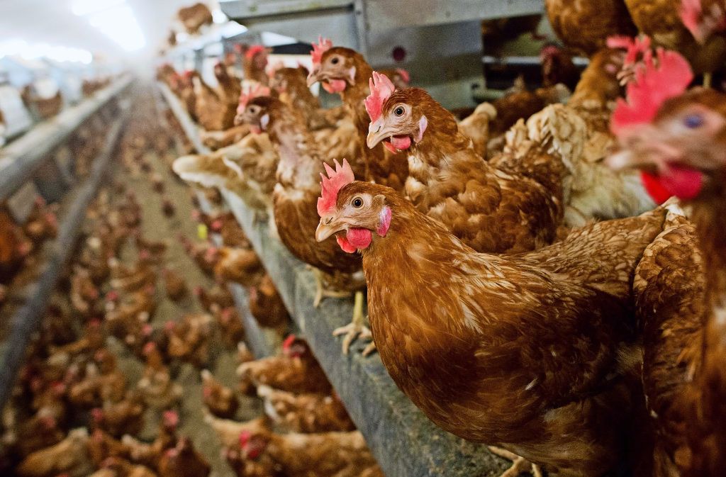 Auf der Wiese scharren und frei herumlaufen ist für Hühner  vorerst tabu. Wegen des Ausbruchs der Vogelgrippe herrscht auch im Altkreis Stallpflicht. Foto: dpa