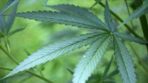 Drogenpolitik: Bundestag stimmt für Legalisierung von Cannabis