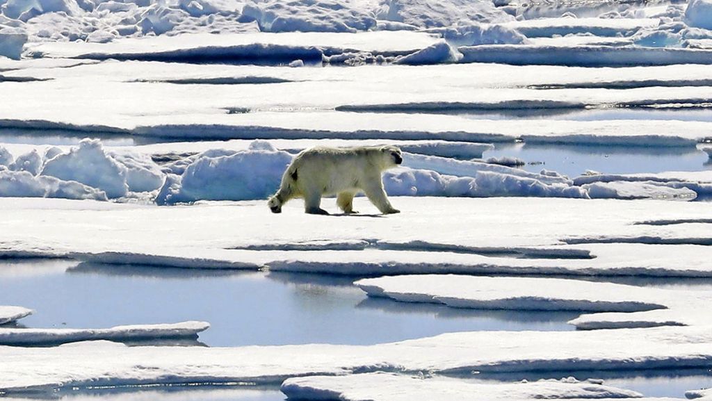  Auf der russischen Doppelinsel Nowaja Semlja im Nordpolarmeer wurde der Notstand ausgerufen. Der Grund: es gibt zu viele Eisbären. Die Bären kommen den menschlichen Siedlungen immer näher und greifen Menschen an. 