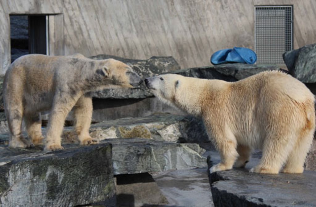 "Love is in the Air": Die Eisbären Corinna und Felix kommen sich in der Stuttgarter Wilhelma ganz nah.