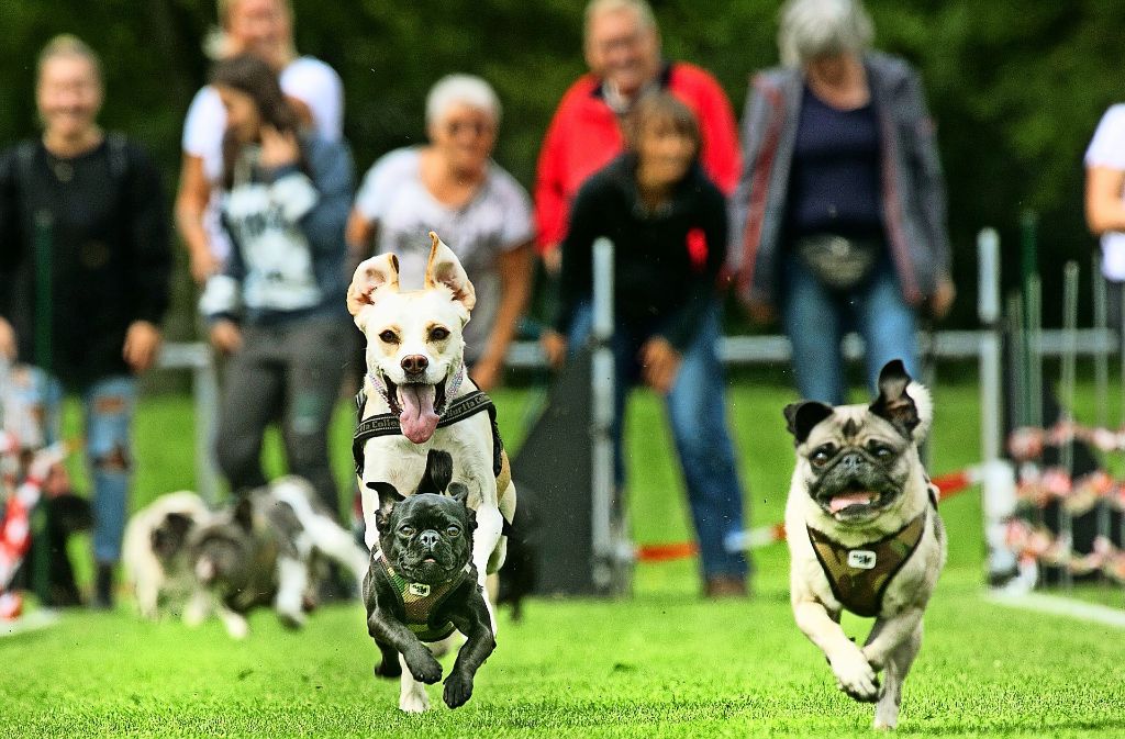 Beim Mopsrennen im Wernauer Stadion durften neben Möpsen auch andere Hunderassen über die 50-Meter-Bahn flitzen.