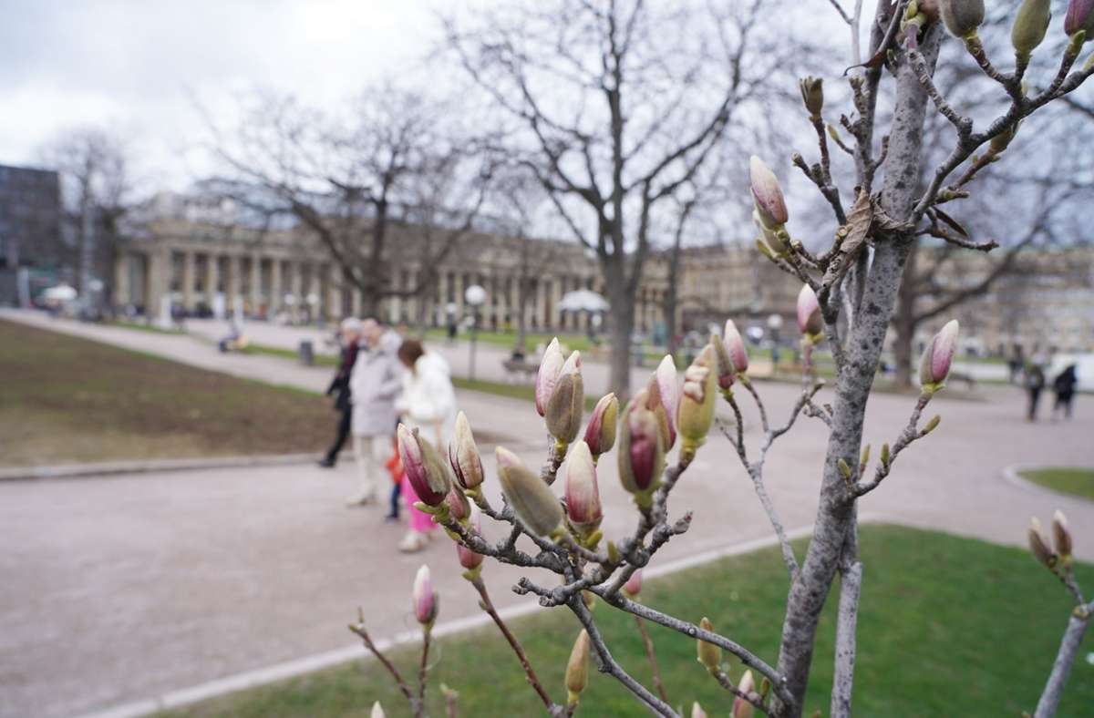Magnolien am Schlossplatz