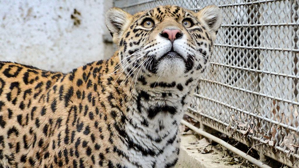 Neuzugang in der Wilhelma: Nach sechs Jahren zieht wieder ein Jaguar ein