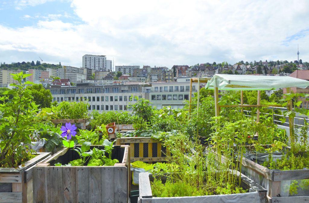 Vorzeigeprojekt für urbanes Gärtnern: das Dach des Züblin-Parkhauses.