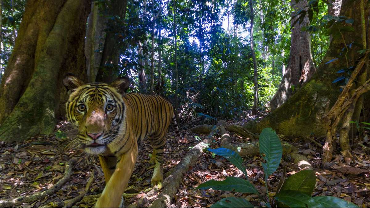 Malaysia: WWF-Tierschützern gelingen seltene Aufnahmen von Tiger
