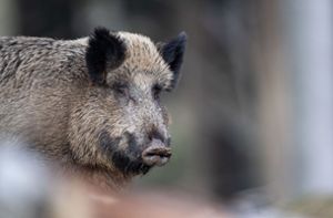 Straße gesperrt wegen Wildschwein-Jagd