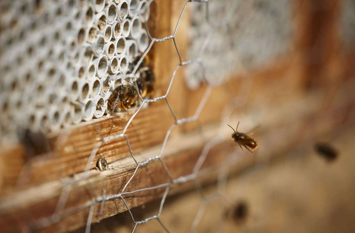 Die ersten Mauerbienen beim Alvarium in Waiblingen fliegen.