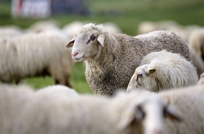 Hunderte ausgebüxte Schafe   halten Polizei auf Trab