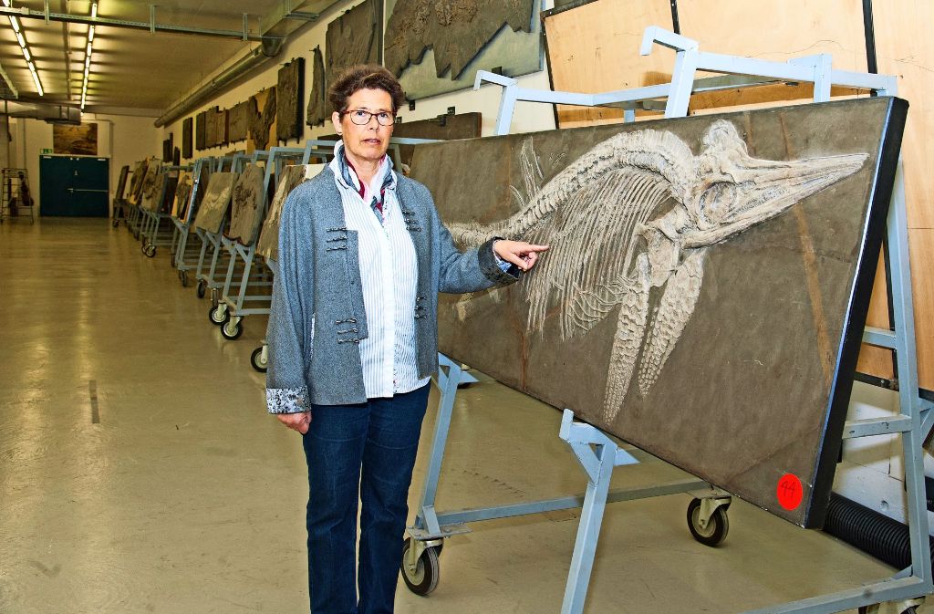 Naturkundemuseum: Johanna Eder schwärmt für ein trächtiges Fischsaurierweibchen.