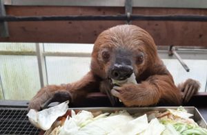 Ältestes Zoo-Faultier der Welt wird 51