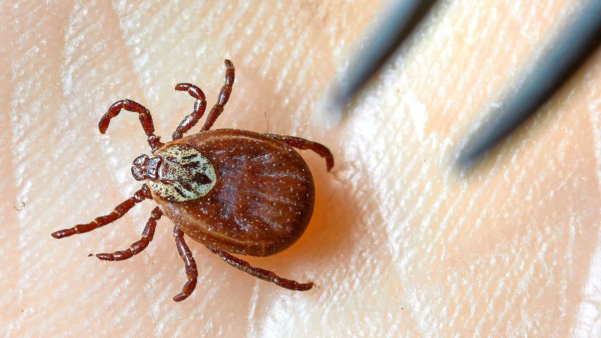 FSME und Borreliose: 7 wichtige Punkte zum Schutz vor Zecken – Fallen