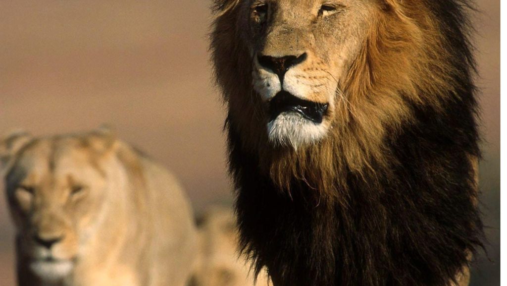 Gruselfund in Südafrika: Rudel Löwen frisst in Naturreservat mutmaßliche Wilderer