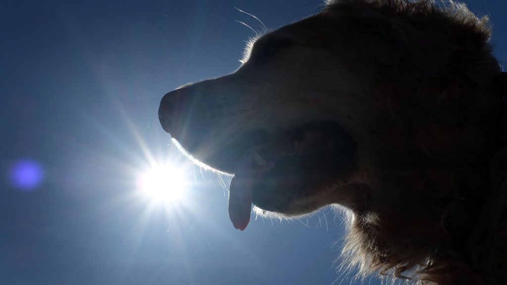 Ehningen im Kreis Böblingen: Feuerwehr befreit Hund aus heißem Auto