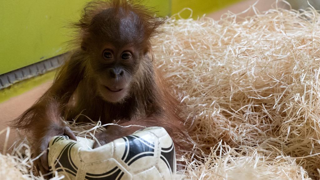 Tierpark in München: Orang-Utan-Nachwuchs bereit für Bundesligastart