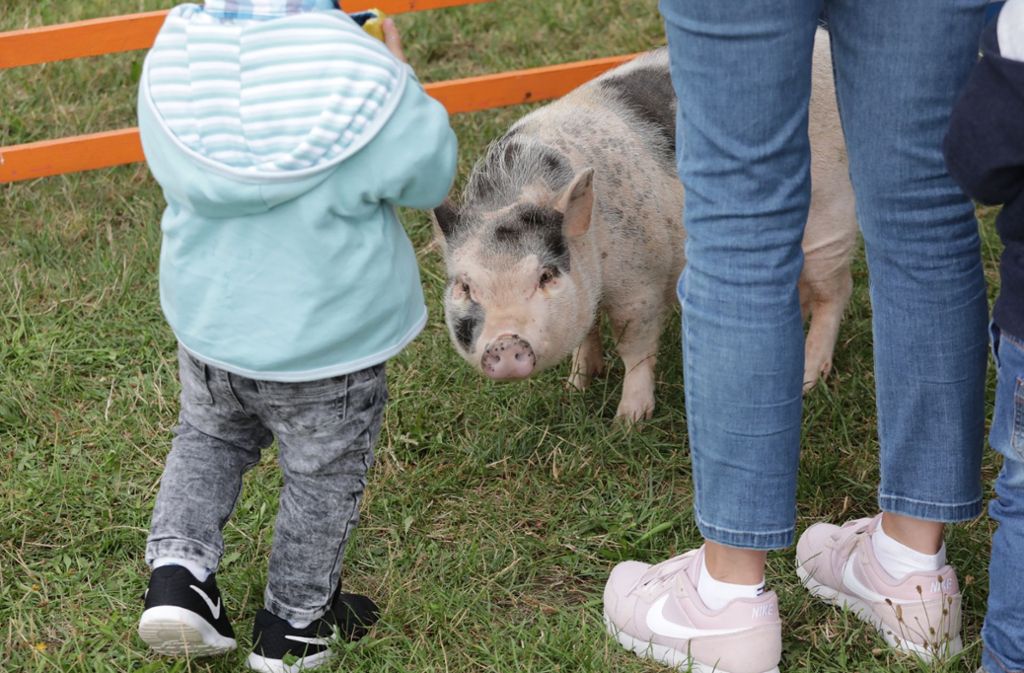 Der Streichelzoo mit Schweinchen Hillary war am Wochenende vor allem eine Attraktion für Familien.
