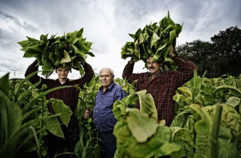 Kopfüber werden die empfindlichen Tabakblätter aus dem Feld getragen. Andreas, Kurt und Rolf Hallwachs (von links) wollen trotz Krise ihren Familienbetrieb erhalten.
