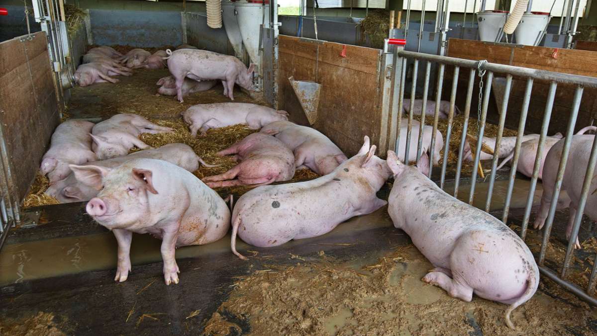 Mastbetrieb in Neuhausen: Einblicke in den Tierwohl-Schweinestall