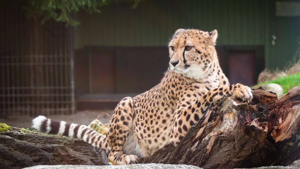  Seit fast 40 Jahren leben Geparden in der Wilhelma. Trotz aller Versuche gab es aber keinen Nachwuchs unter den gefleckten Pärchen. Damit es klappt, sollen Männchen und Weibchen erst mal getrennt werden. 