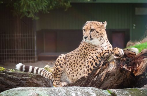 Der Gepard Zawadi sieht sich um. Hält er etwa bereits Ausschau nach einem Weibchen? Foto: Wilhelma Stuttgart / / Inga Dauter