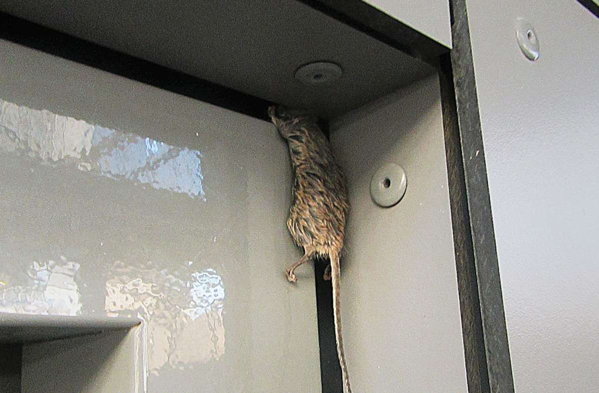 Eine Maus, die entkommen wollte, blieb – zerquetscht – auch noch tot in der Tür hängen.