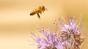 Marbach: Neugierig auf die faszinierende Welt der Bienen?