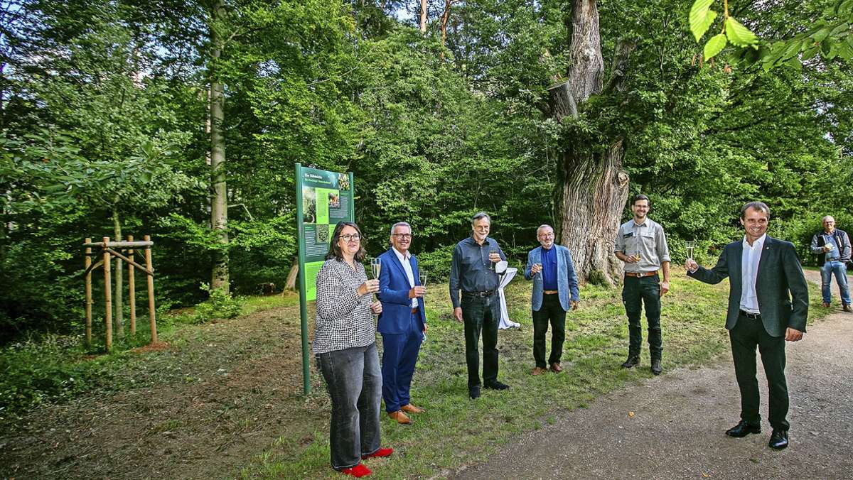Historischer Baum in Plochingen: Die Bühleiche bekommt eine Nachfolgerin