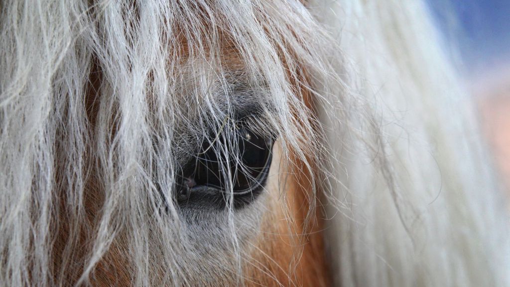 Sperrbezirk im Landkreis Konstanz: Pferde müssen nach Virusinfektion getötet werden